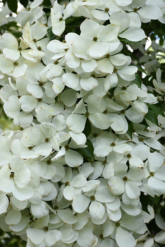 Cornus rutcan 'Constellation'