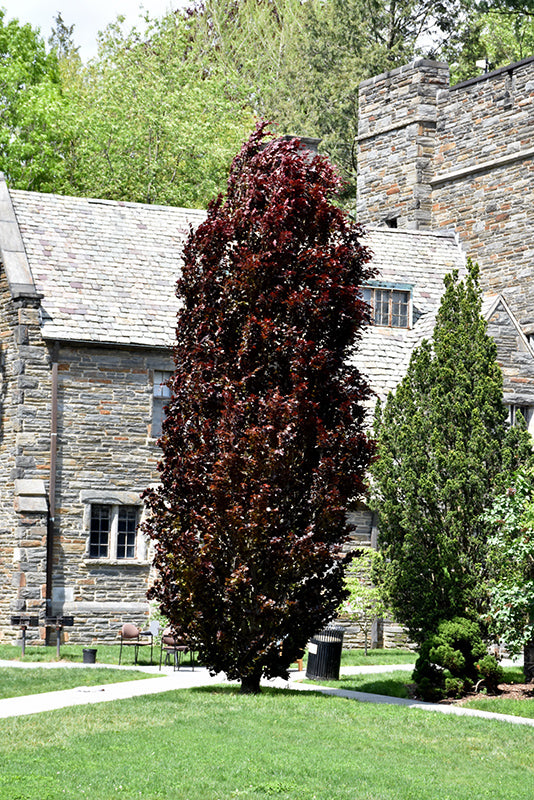 Fagus sylvatica 'Red Obelisk'