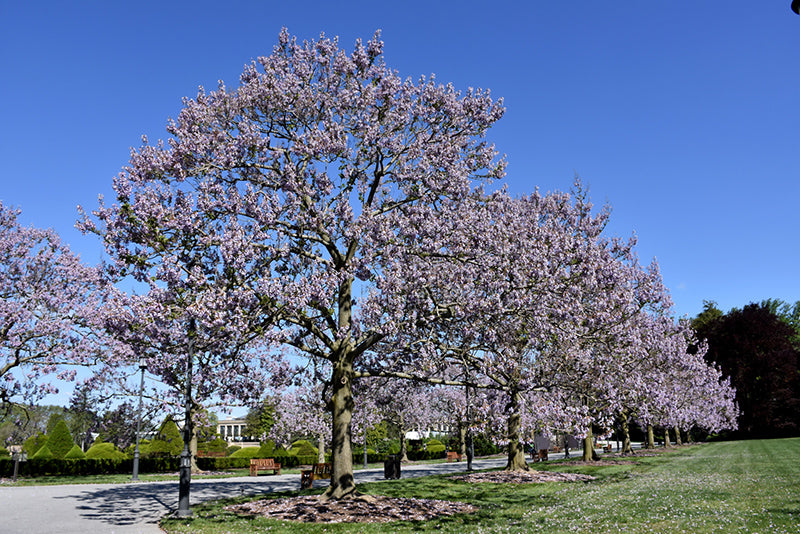 Paulownia tomentosa