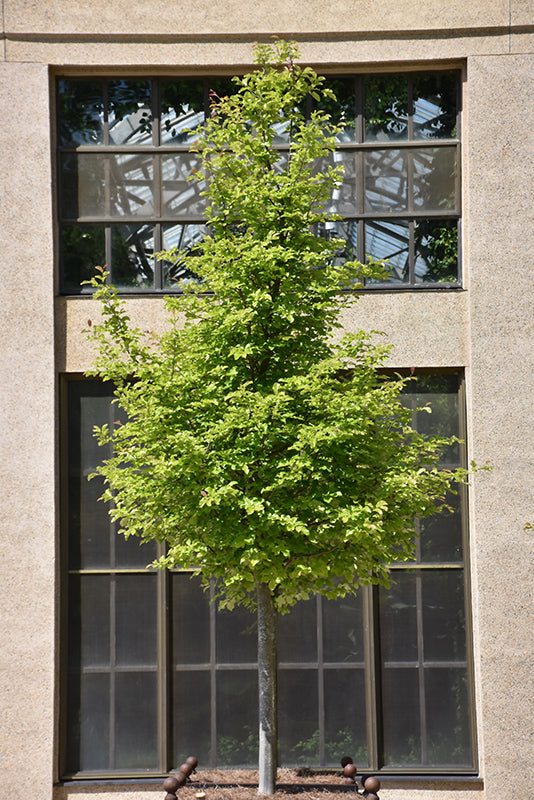 Parrotia Persica