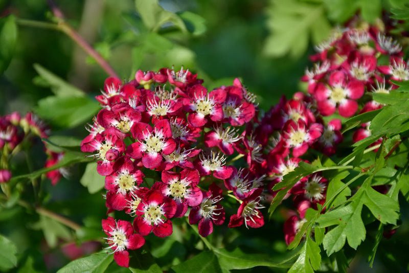 Crataegus laevigata 'Crimson Cloud'