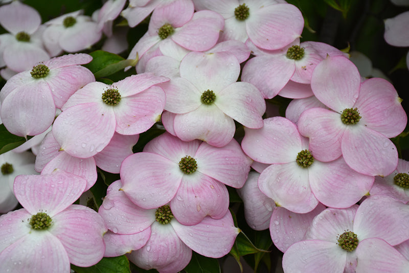 Cornus kousa 'Stellar Pink'
