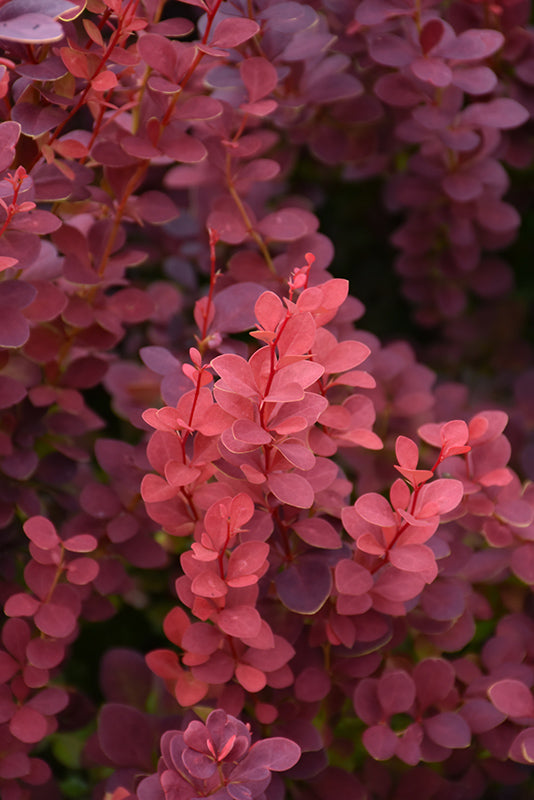 Berberis thunbergii 'Ruby Carousel'