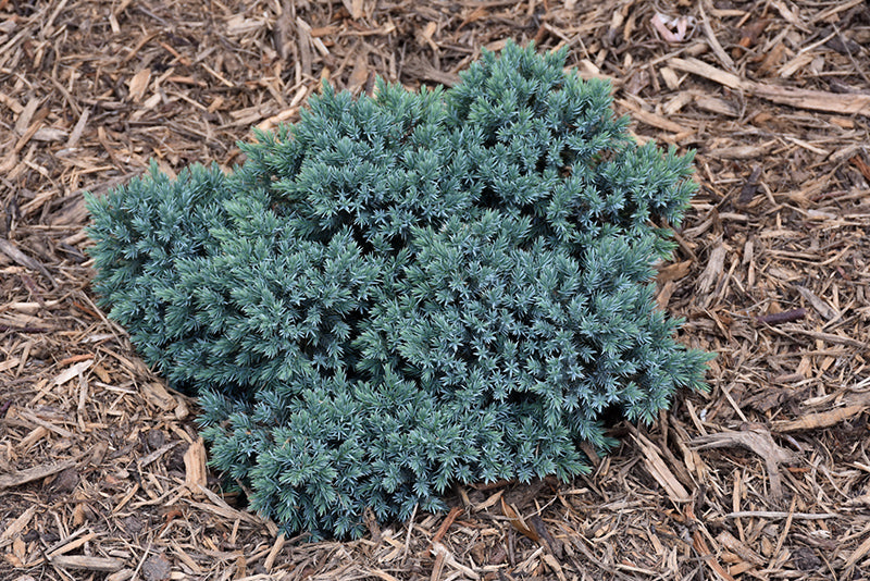 Juniperus squamata 'Blue Star'