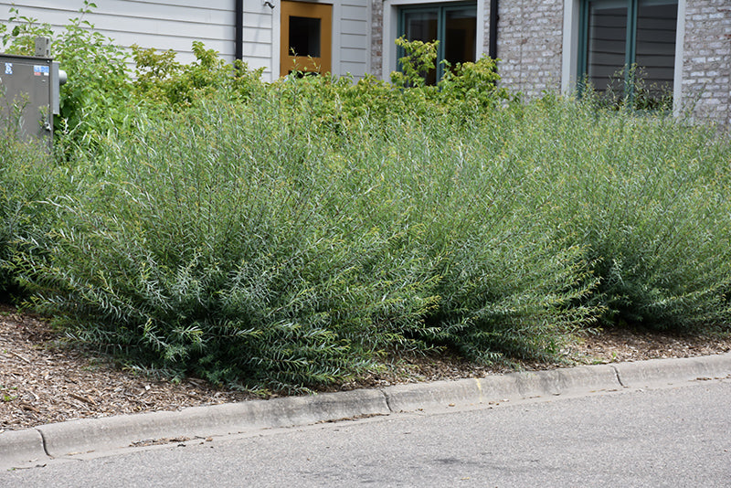 Salix Purpurea 'Nana'