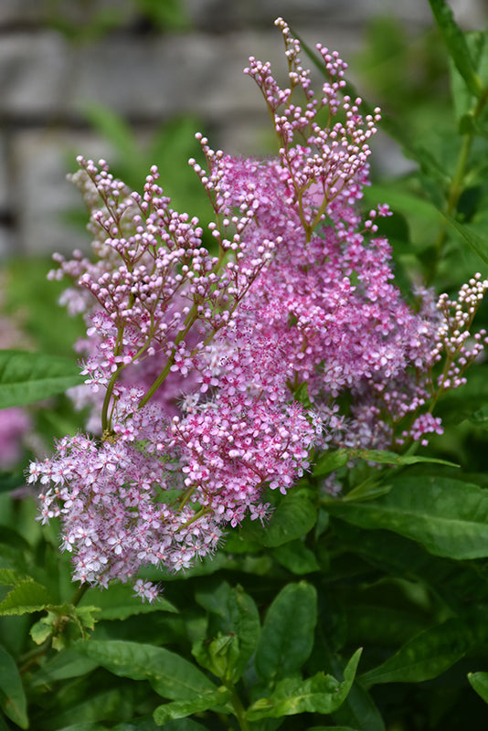 Filipendula rubra 'Venusta'