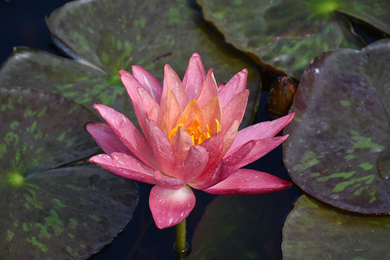 Nymphaea 'Wanvisa'