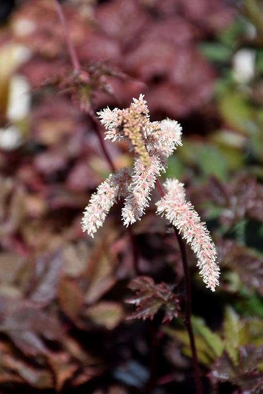 Astilbe thunbergii 'Chocolate Shogun'