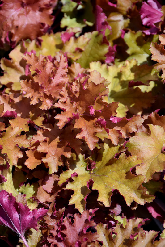 Heuchera 'Zipper'
