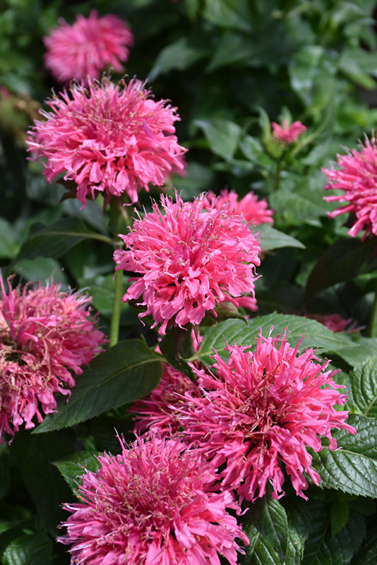 Monarda Sugar Buzz 'Bubblegum Blast'