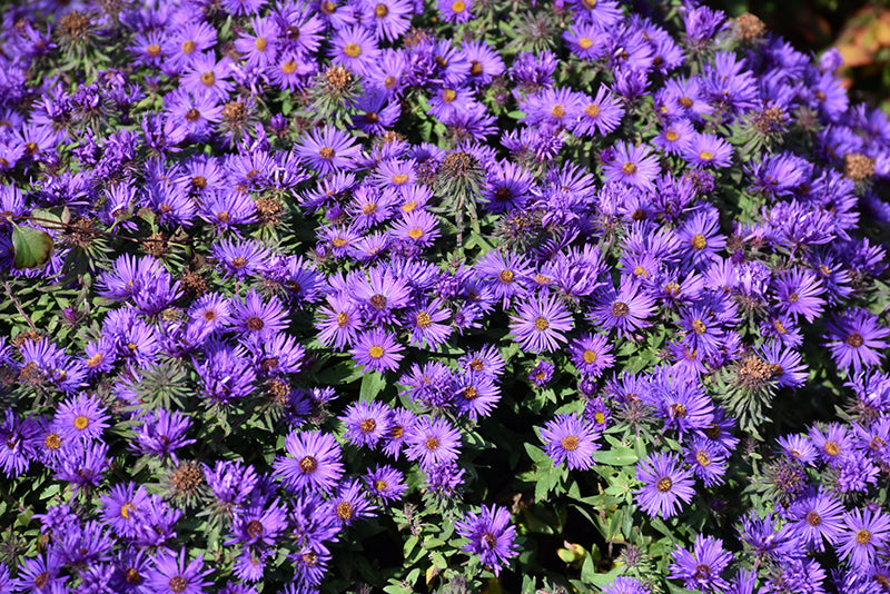 Aster 'Grape Crush'