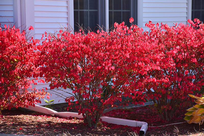 Euonymus alatus 'Chicago Fire'