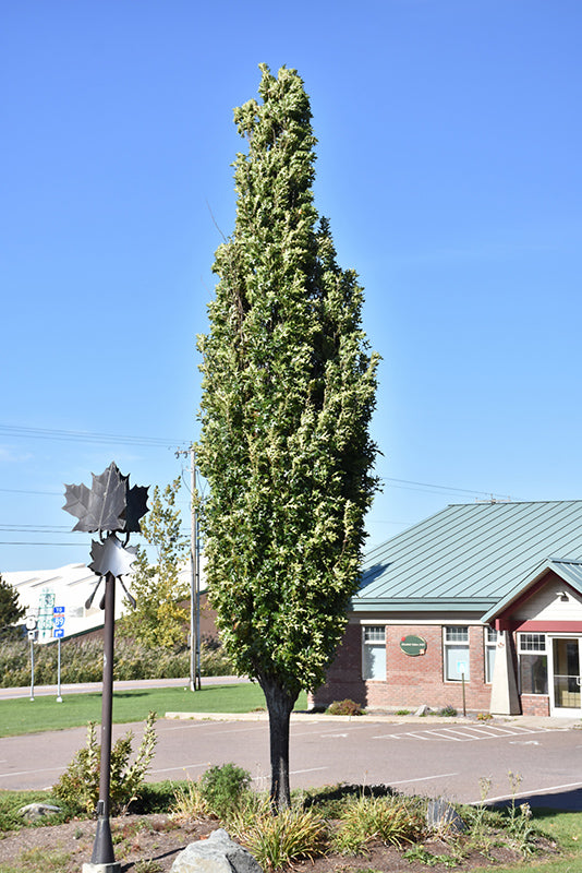 Quercus palustris 'Pringreen'