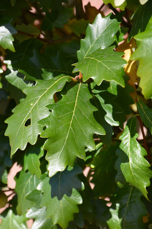 Quercus 'Kindred Spirit'