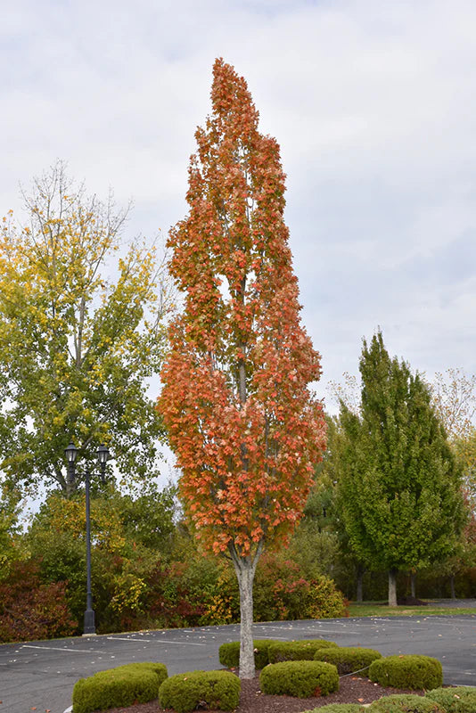 Acer rubrum 'Armstrong'