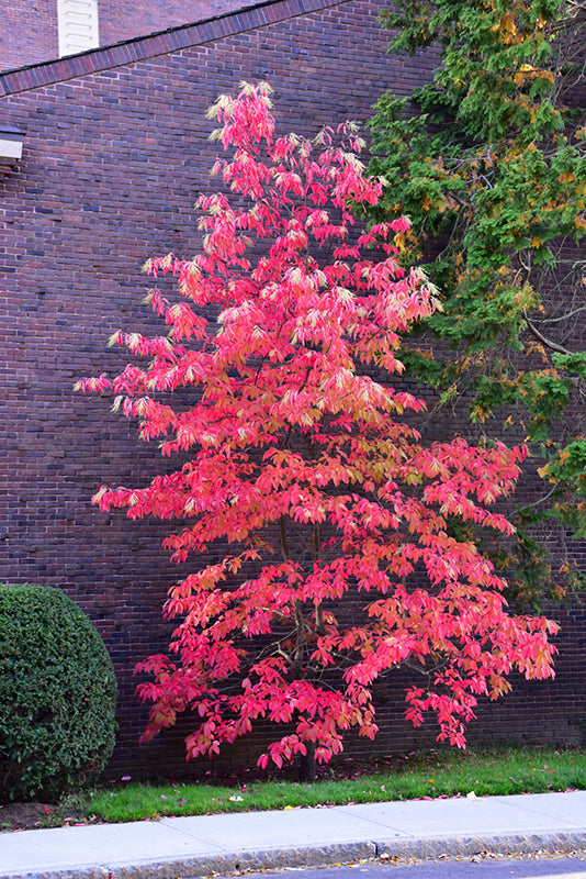 Oxydendrum arboreum