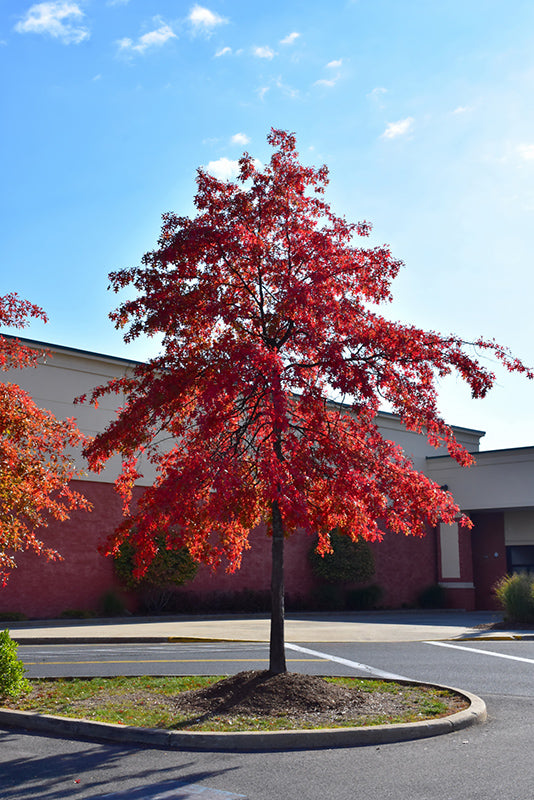 Quercus palustris