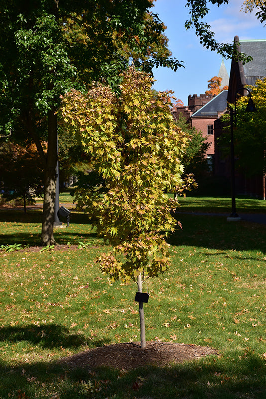 Acer shirasawanum 'Jordan'