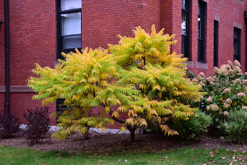 Rhus typhina 'Bailtiger'