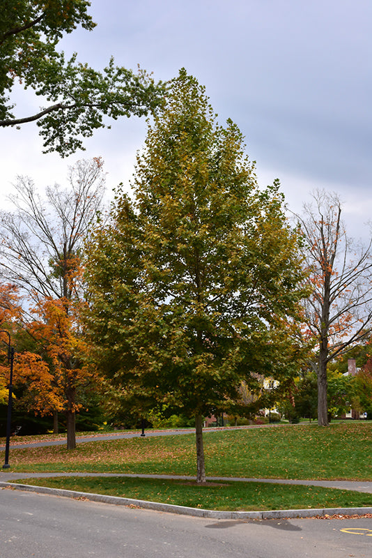 Platanus x acerifolia 'Bloodgood'