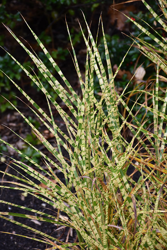 Miscanthus sinensis 'Gold Breeze'