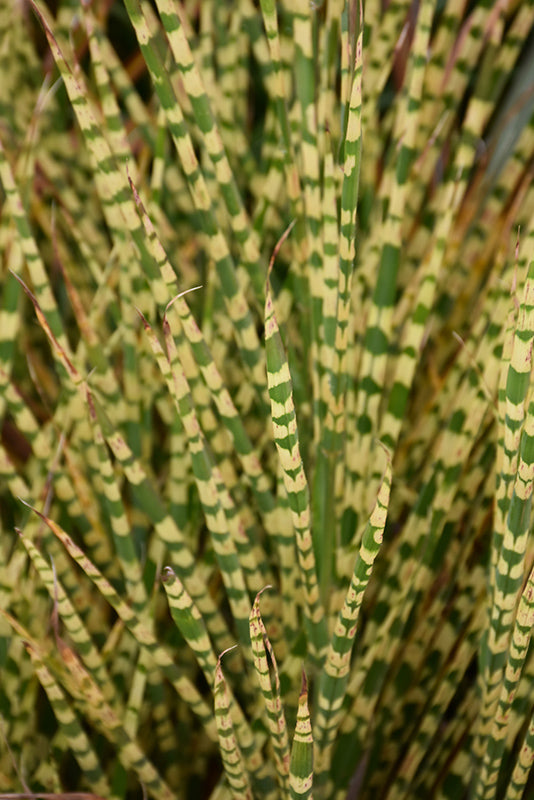 Miscanthus sinensis 'Gold Bar'