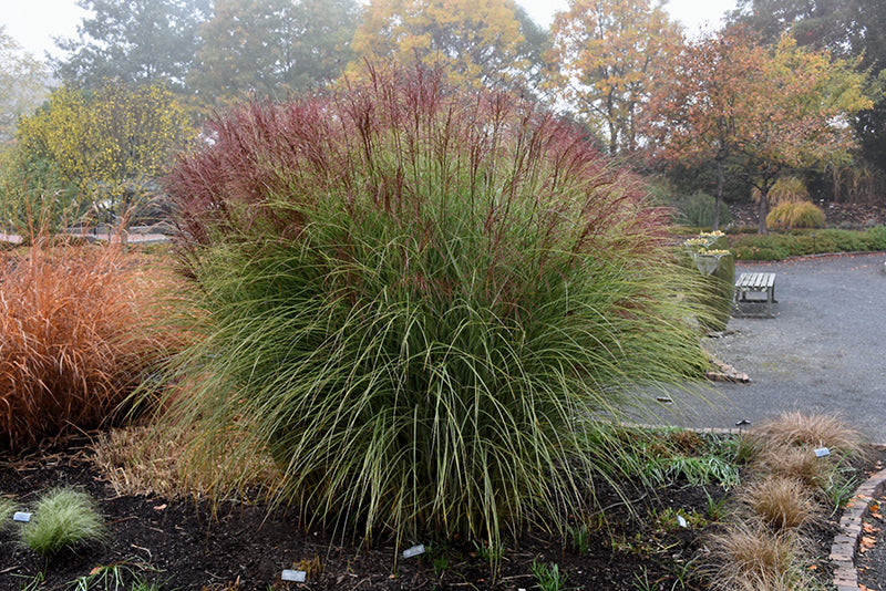 Miscanthus sinensis 'Morning Light'