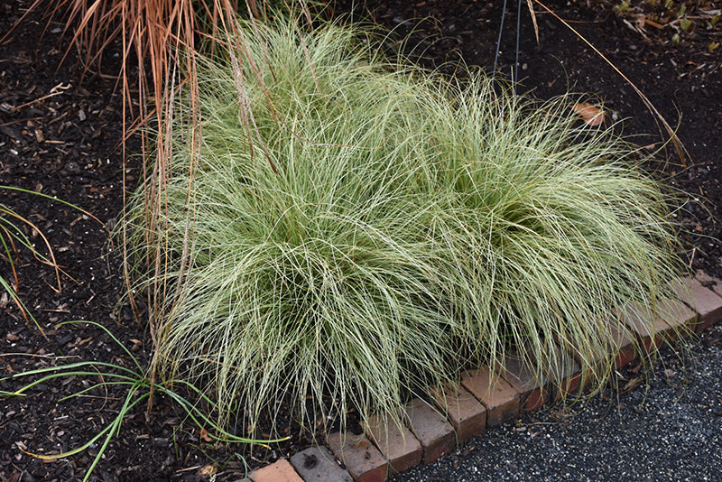 Carex comans 'Frosted Curls'