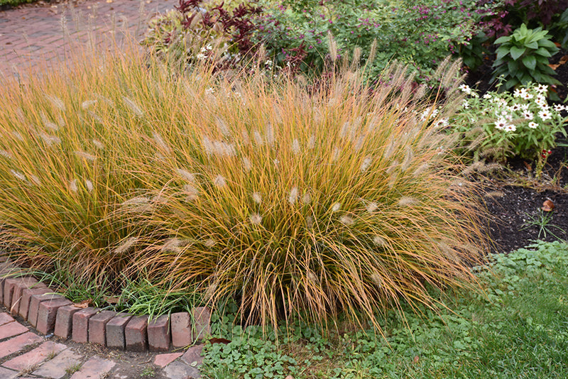 Pennisetum alopecuroides 'Hameln'