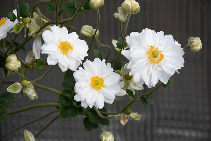 Anemone 'Whirlwind'