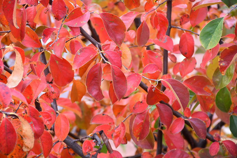 Chaenomeles sinensis