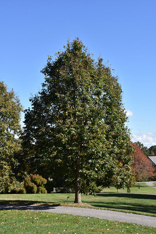 Tilia americana 'Redmond'