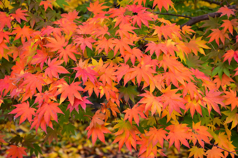 Acer palmatum