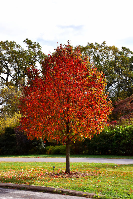 Nyssa 'Red Rage'
