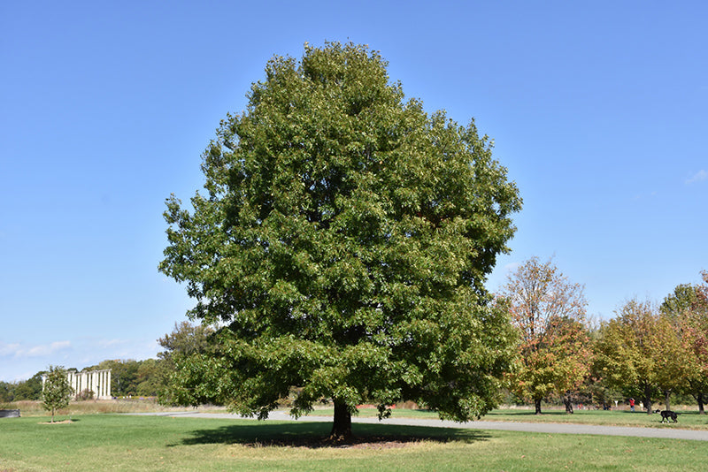 Quercus coccinea