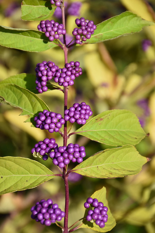 Callicarpa japonica