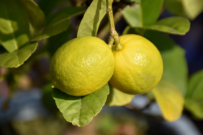Citrus aurantifolia - Thornless Key Lime