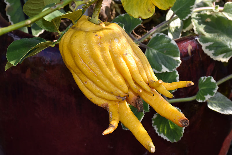 Citrus medica var. sarcodactylis
