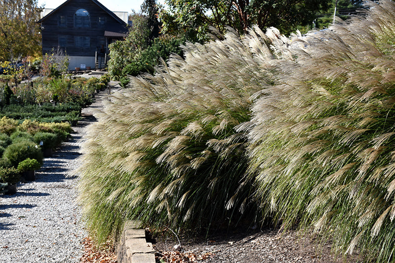 Miscanthus sinensis 'Gracillimus'