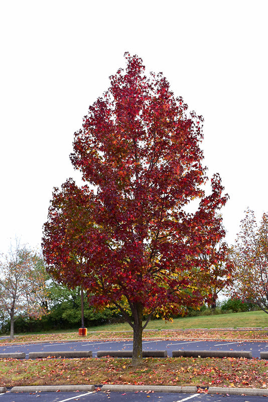 Liquidambar styraciflua 'Worplesdon'