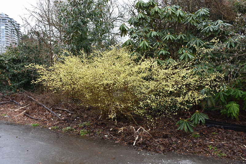 Corylopsis pauciflora