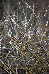 Salix hookeriana