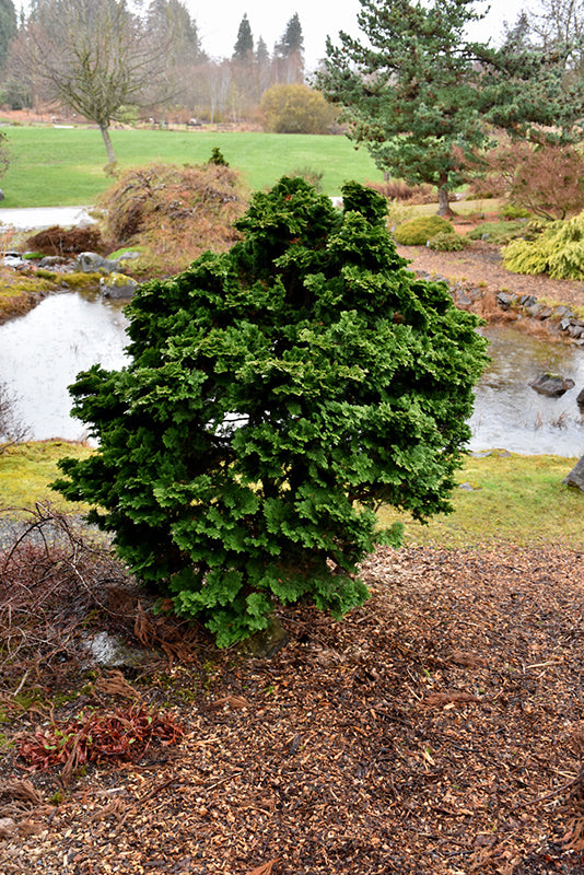 Chamaecyparis obtusa 'Nana Gracilis'