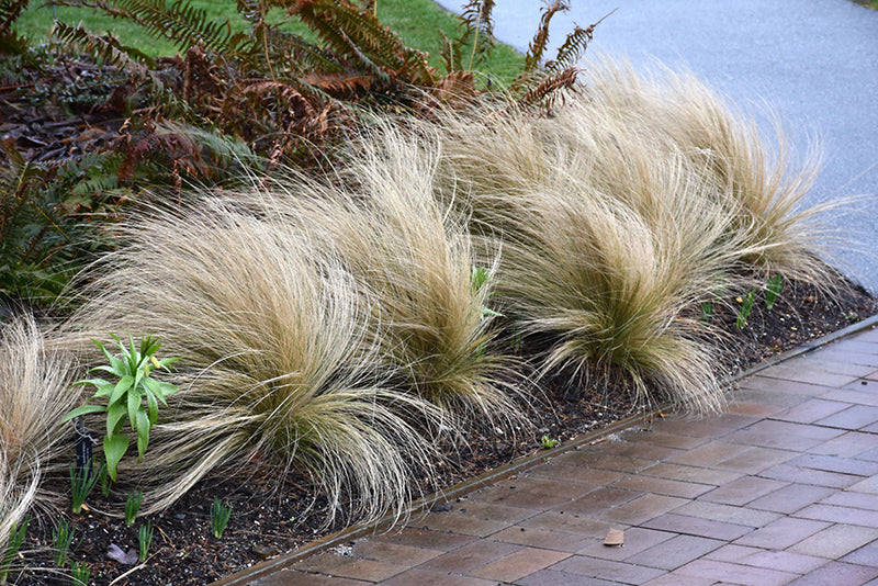 Stipa (Nassella) tenuissima