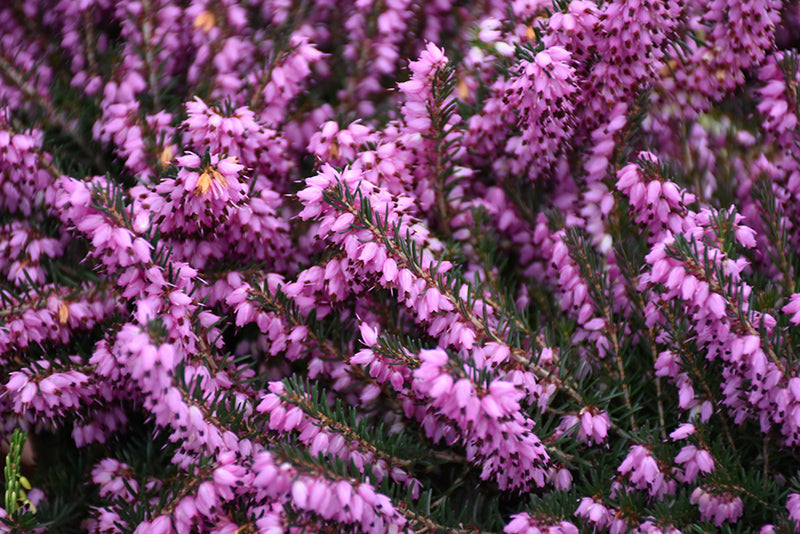 Erica x darleyensis 'Darley Dale'