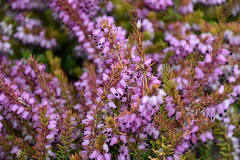 Erica x darleyensis 'Eva Gold'