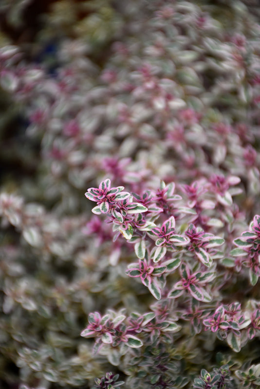 Thymus vulgaris 'Silver Posie'