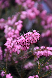 Erica carnea 'Saskia'