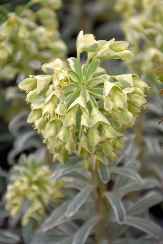 Euphorbia characias 'Glacier Blue'