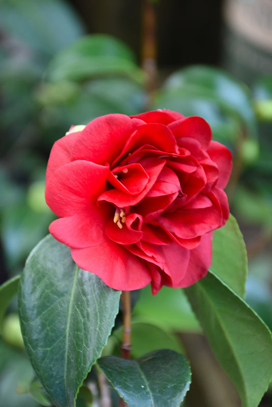 Camellia japonica 'Bob Hope'